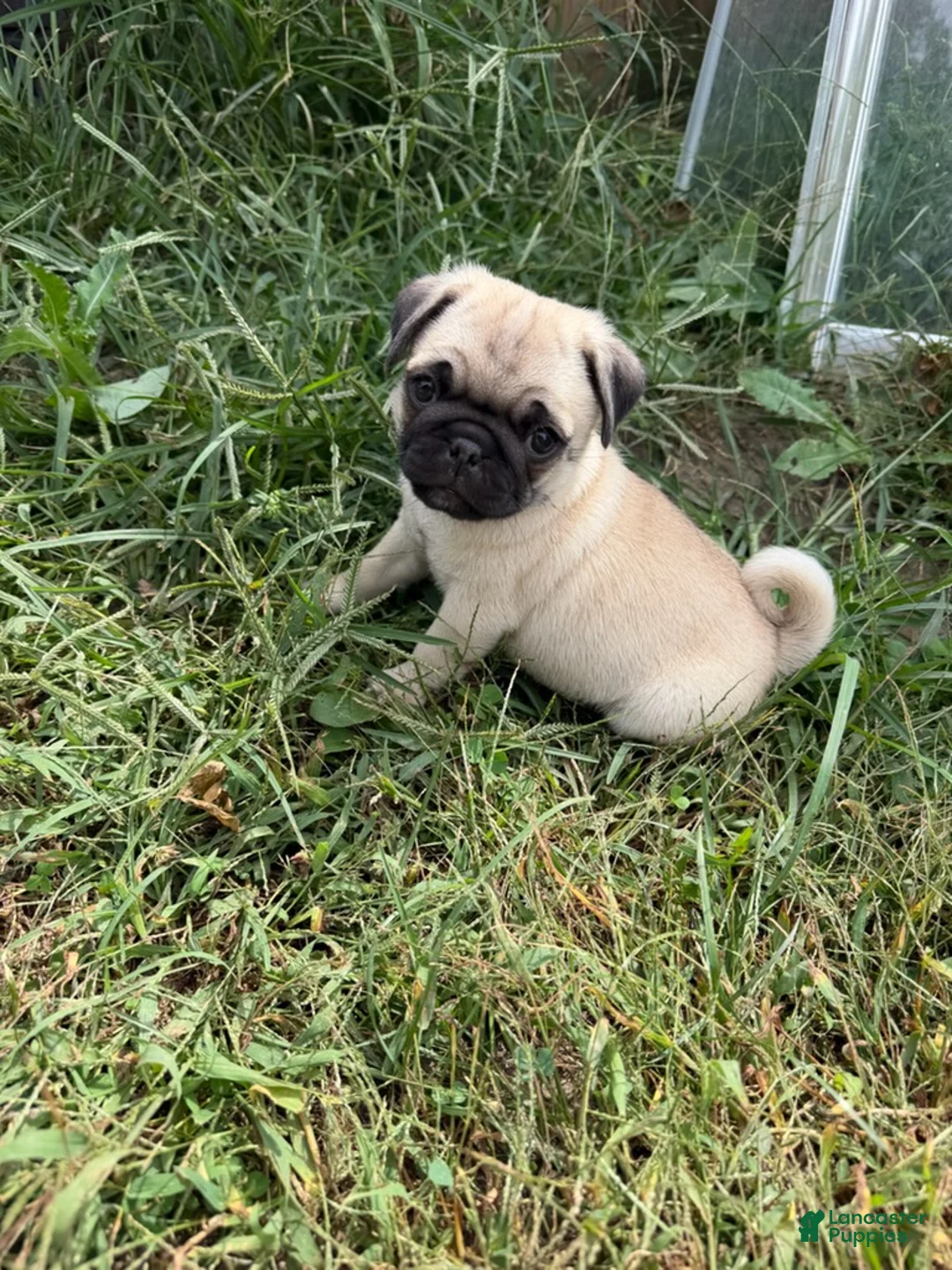Pug dogs for sale: Boy 1 - Ad 5