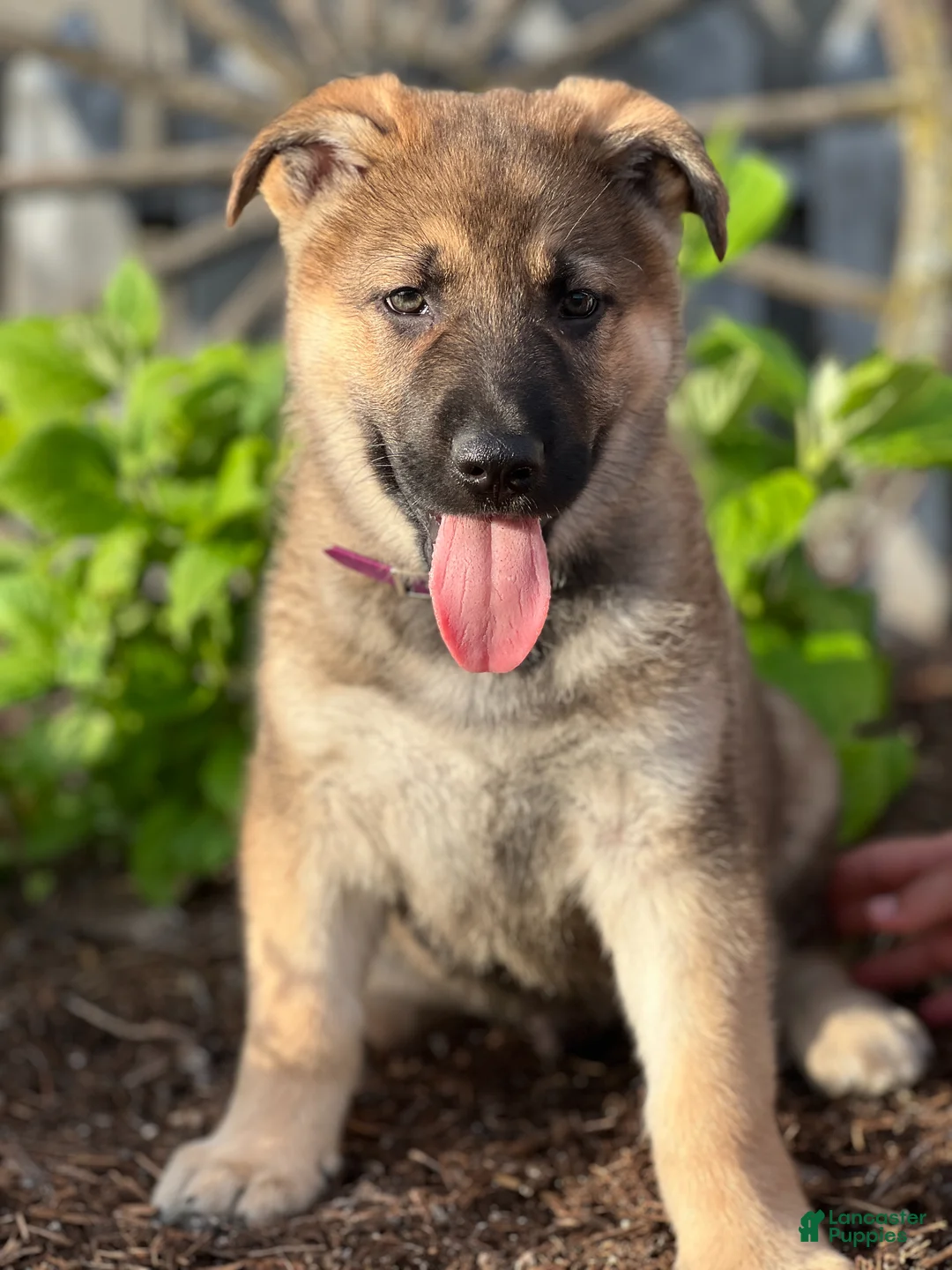 German Shepherd dogs for sale: Cruiser - Ad 1