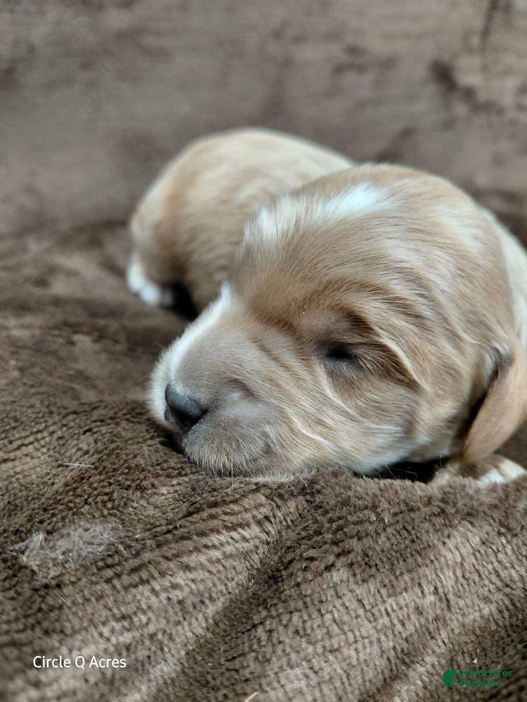 Mini Goldendoodle dogs for sale: Cooper - Ad 9