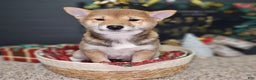 Shiba Inu dogs for sale: Mika - Ad 7