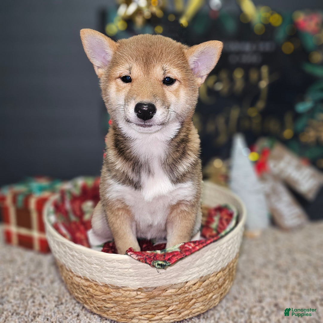 Shiba Inu dogs for sale: Mika - Ad 7