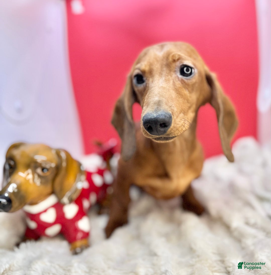 Miniature Dachshund dogs for sale: AKC am red ch - Ad 6