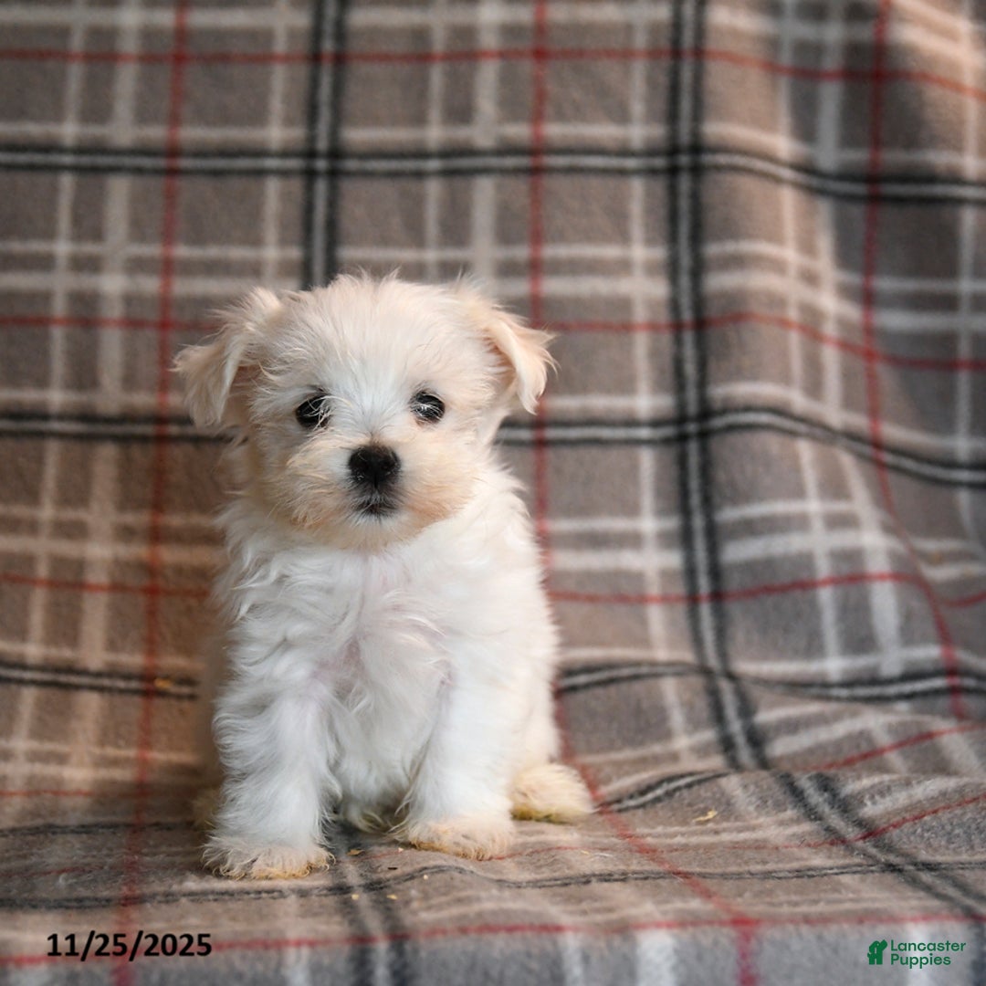 Maltese dogs for sale: Sid  - Ad 2