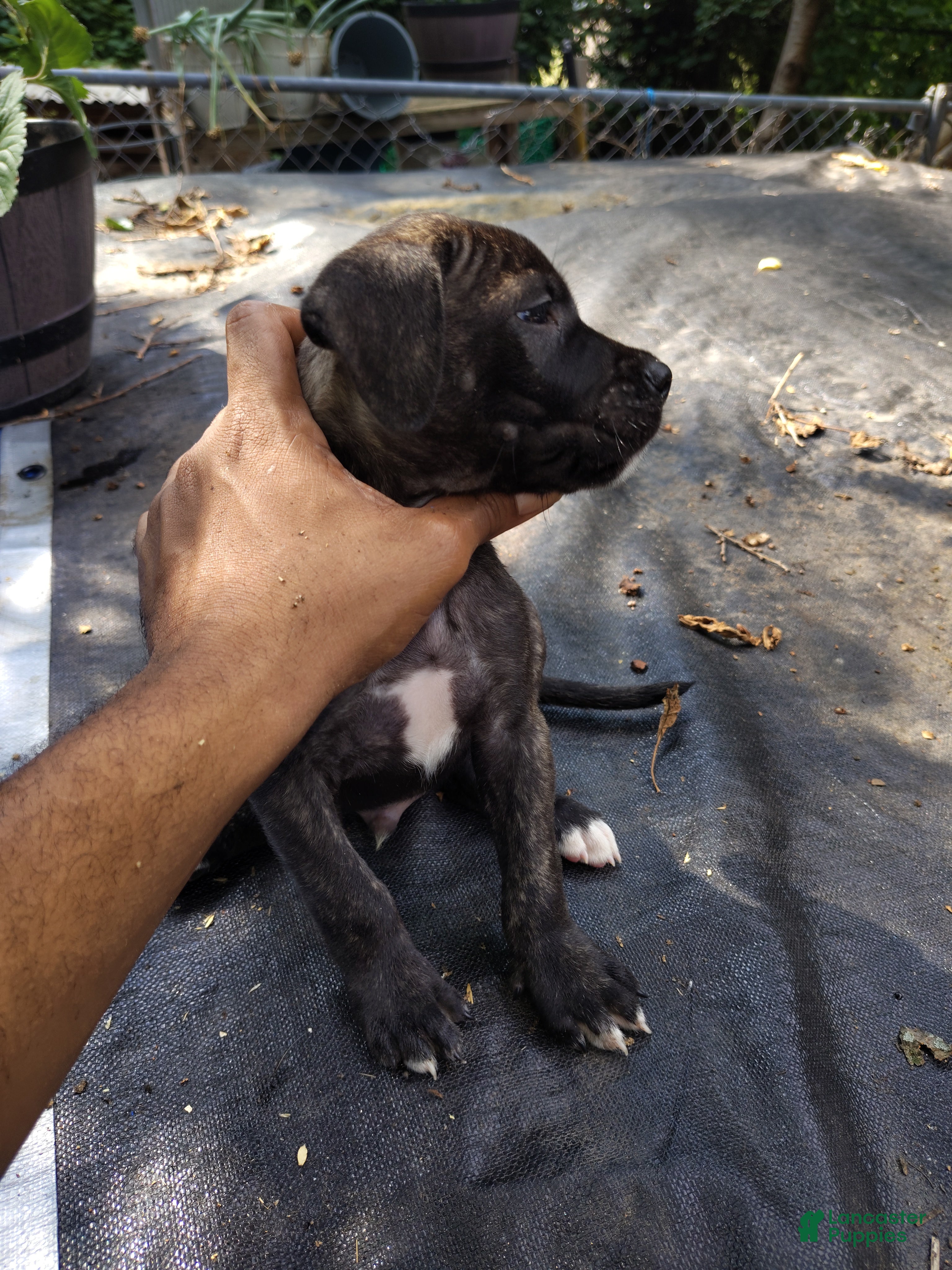 Mixed Breed dogs Mixed Breed 2 Bandog (Mustang) - Ad 41