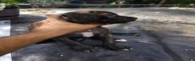 Mixed Breed 2 Bandog (Mustang)
