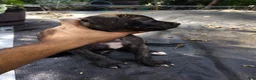 Mixed Breed dogs for sale: Mixed Breed 2 Bandog (Mustang) - Ad 1