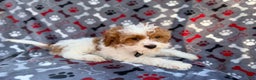 Cavapoo dogs for sale: Twix - Ad 7