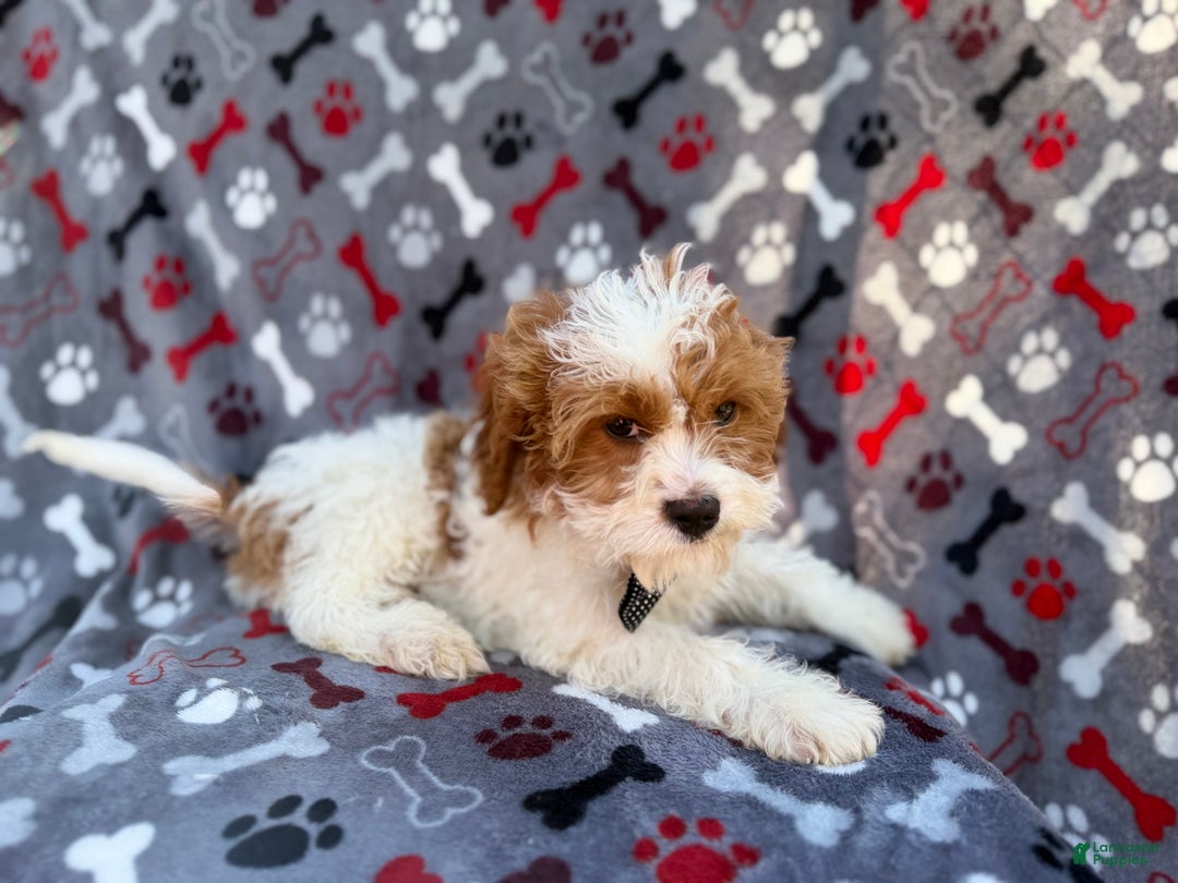 Cavapoo dogs for sale: Twix - Ad 7