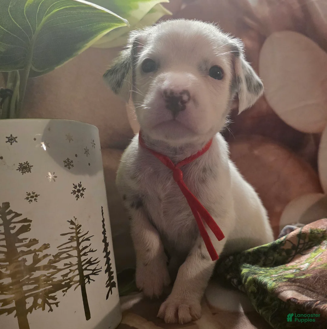 Dalmatian dogs for sale: Hazel - Ad 1