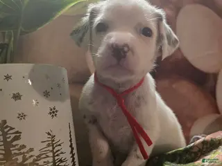 Dalmatian dogs Hazel - Ad 13