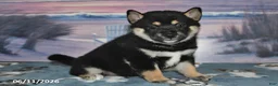 Shiba Inu dogs for sale: Cassandra - Ad 4