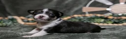 Chihuahua dogs for sale: Nugget - Ad 1