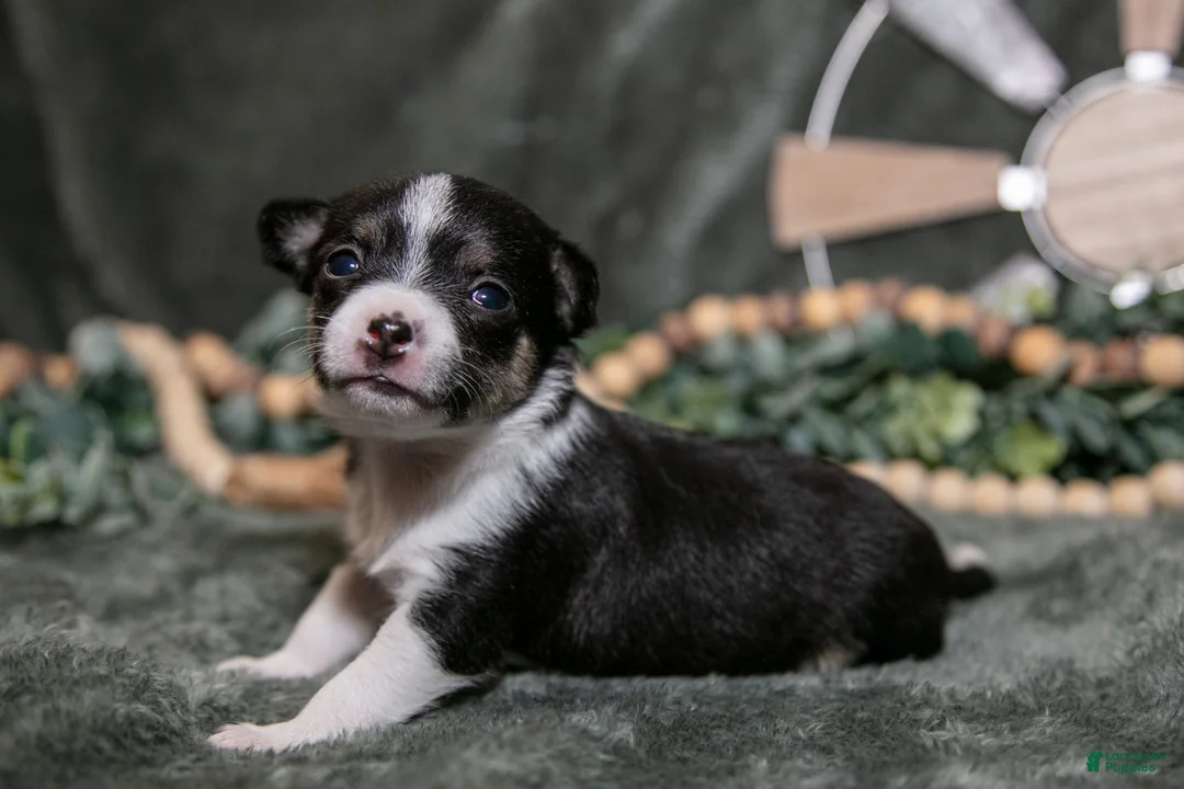 Chihuahua dogs for sale: Nugget - Ad 1