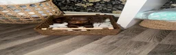 Miniature Dachshund dogs for sale: Miniature Dachshund 1 - Ad 2