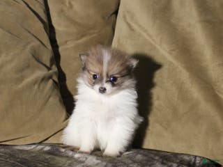 Pomeranian dogs Maggie - Ad 15