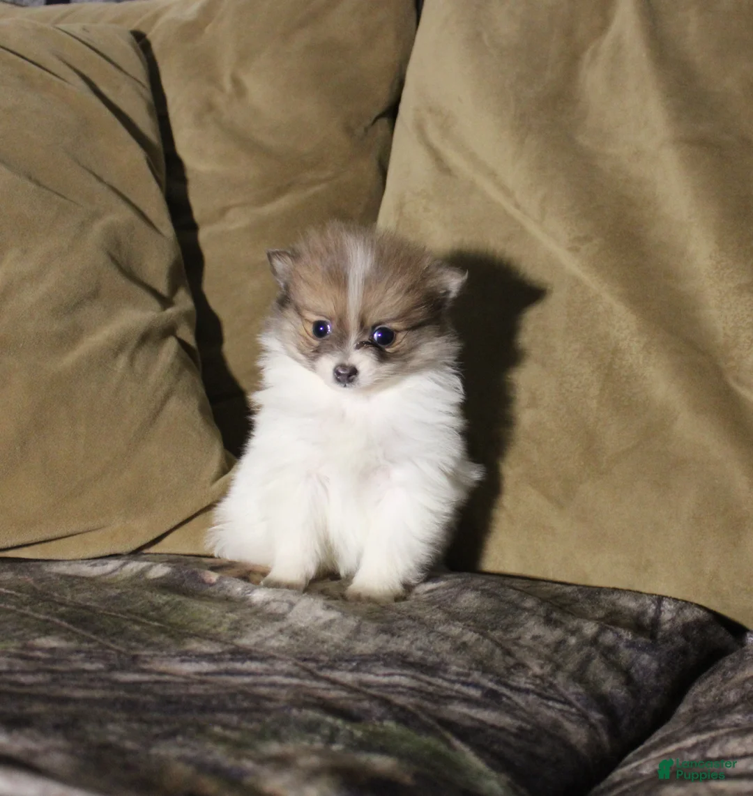 Pomeranian dogs for sale: Maggie - Ad 1