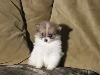 Pomeranian dogs Maggie - Ad 17