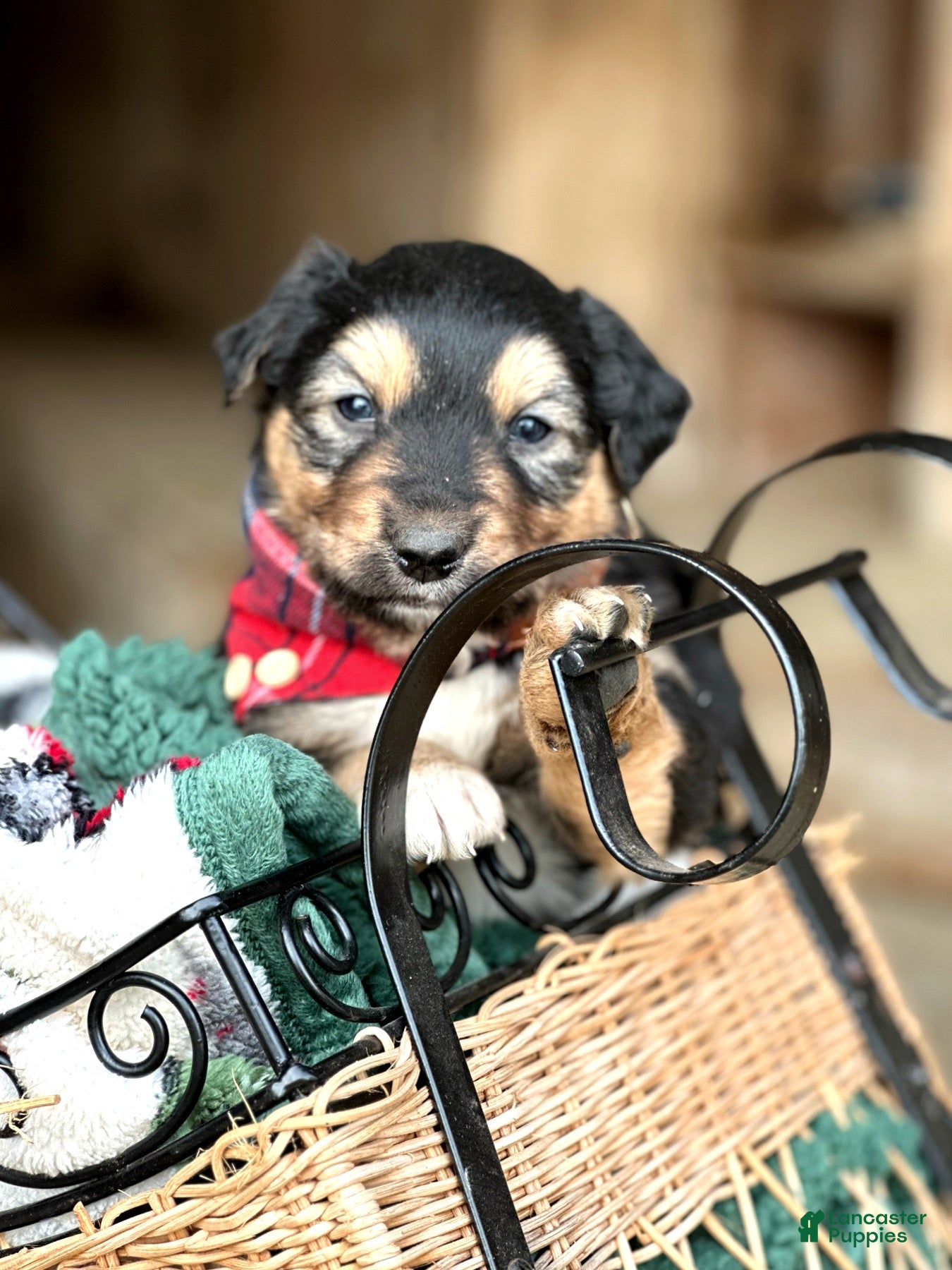 Miniature Australian Shepherd dogs Flurry - Ad 2