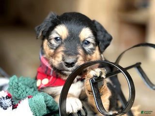 Miniature Australian Shepherd dogs Flurry - Ad 2