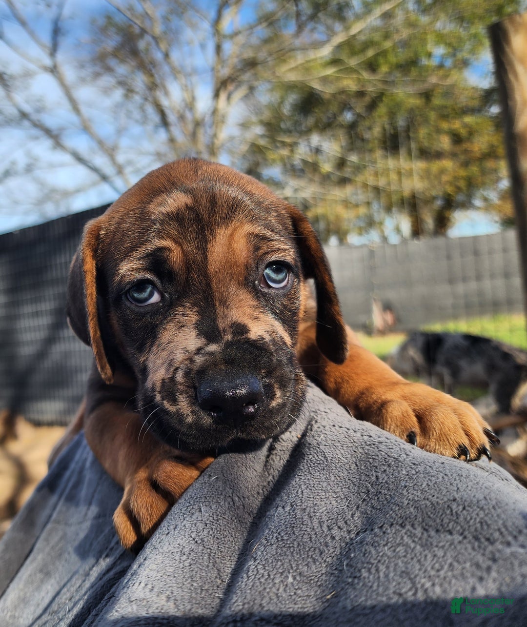 Catahoula Leopard Dog dogs for sale: Tala 2025 Male 2 - Ad 7