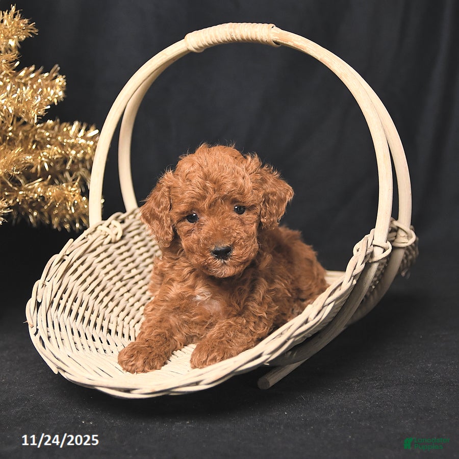 Toy Poodle dogs Bingo - Ad 41