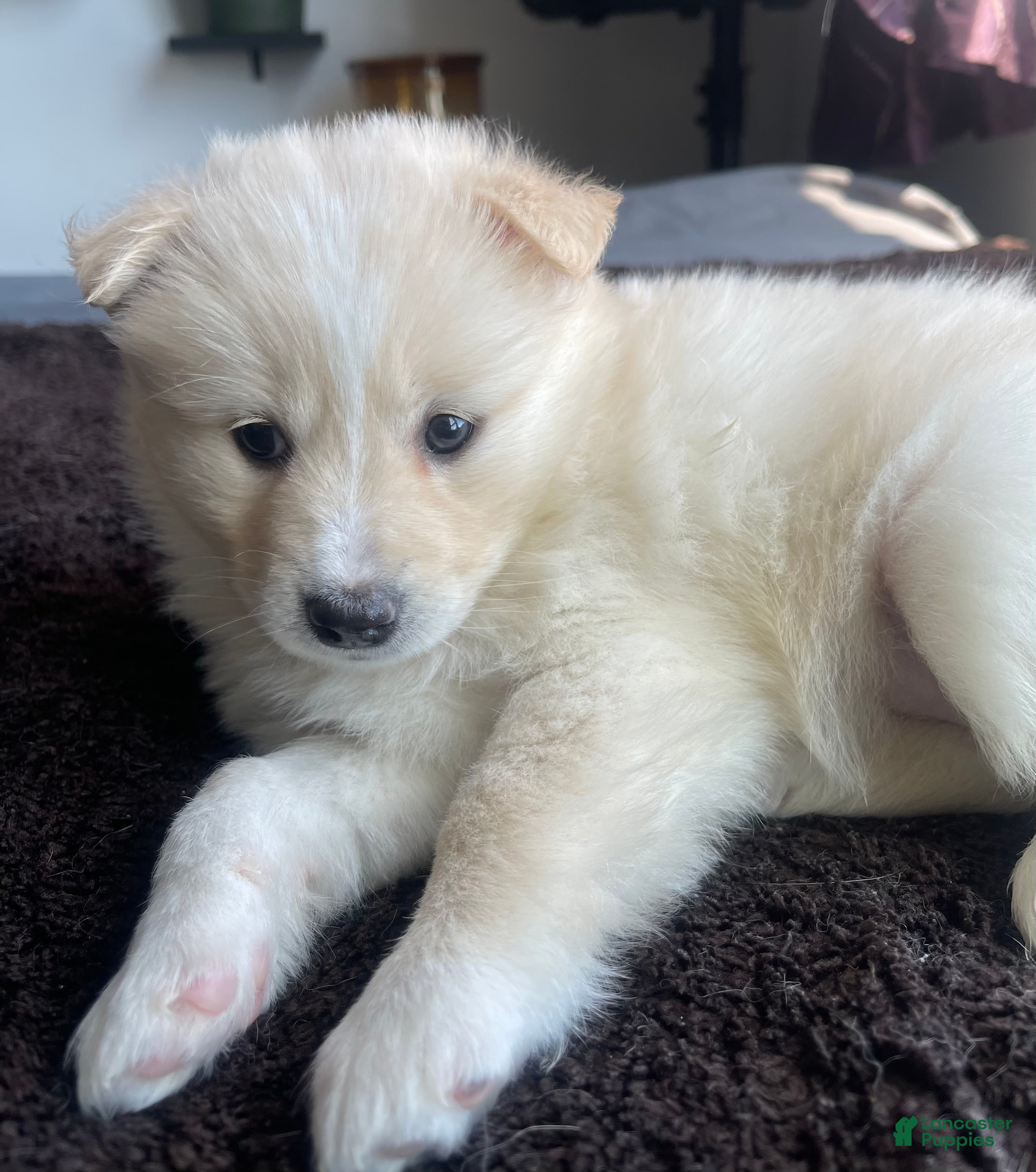 Alaskan Klee Kai dogs Alaskan Klee Kai Puppy 2 - Ad 1