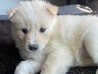 Alaskan Klee Kai dogs Alaskan Klee Kai Puppy 2 - Ad 7