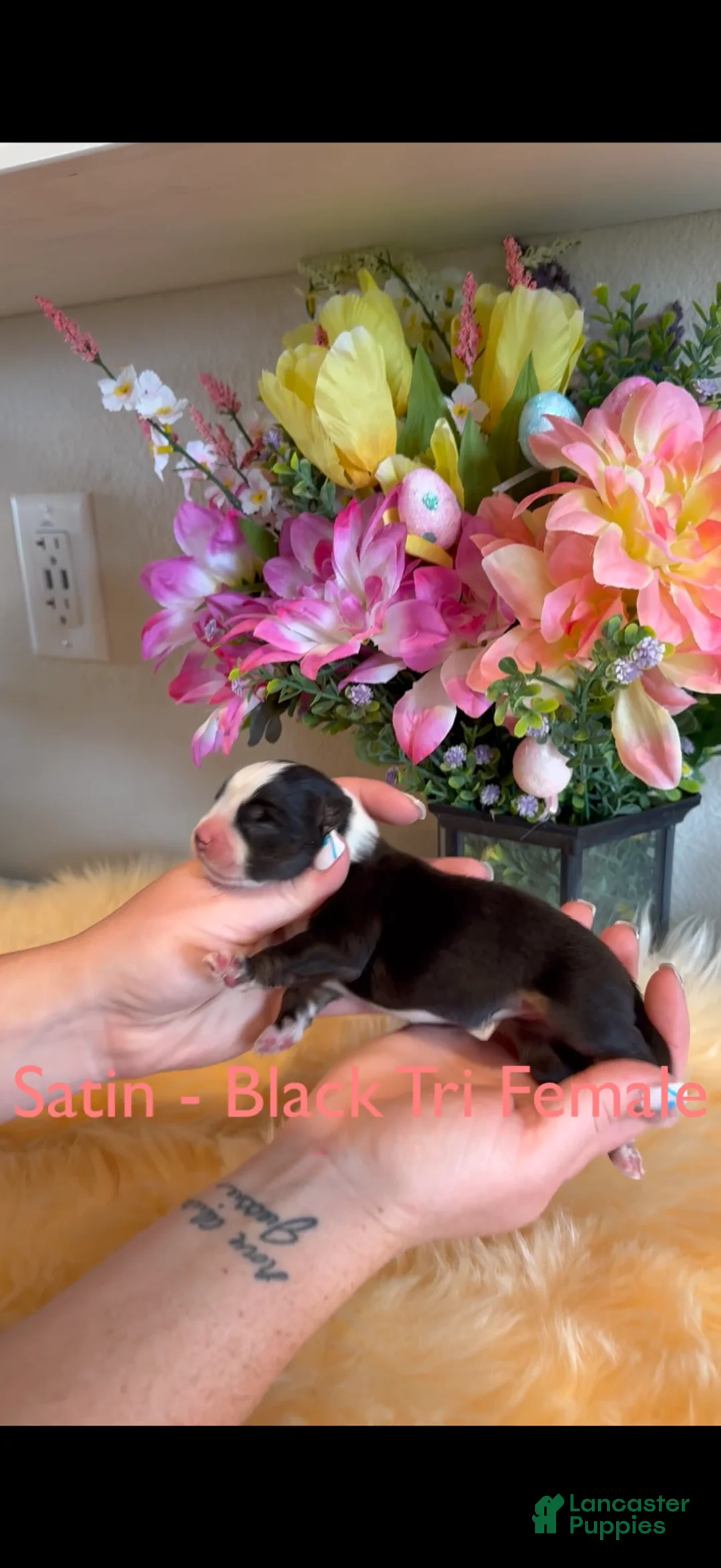 Australian Shepherd dogs for sale: Satin black Tri female  - Ad 1