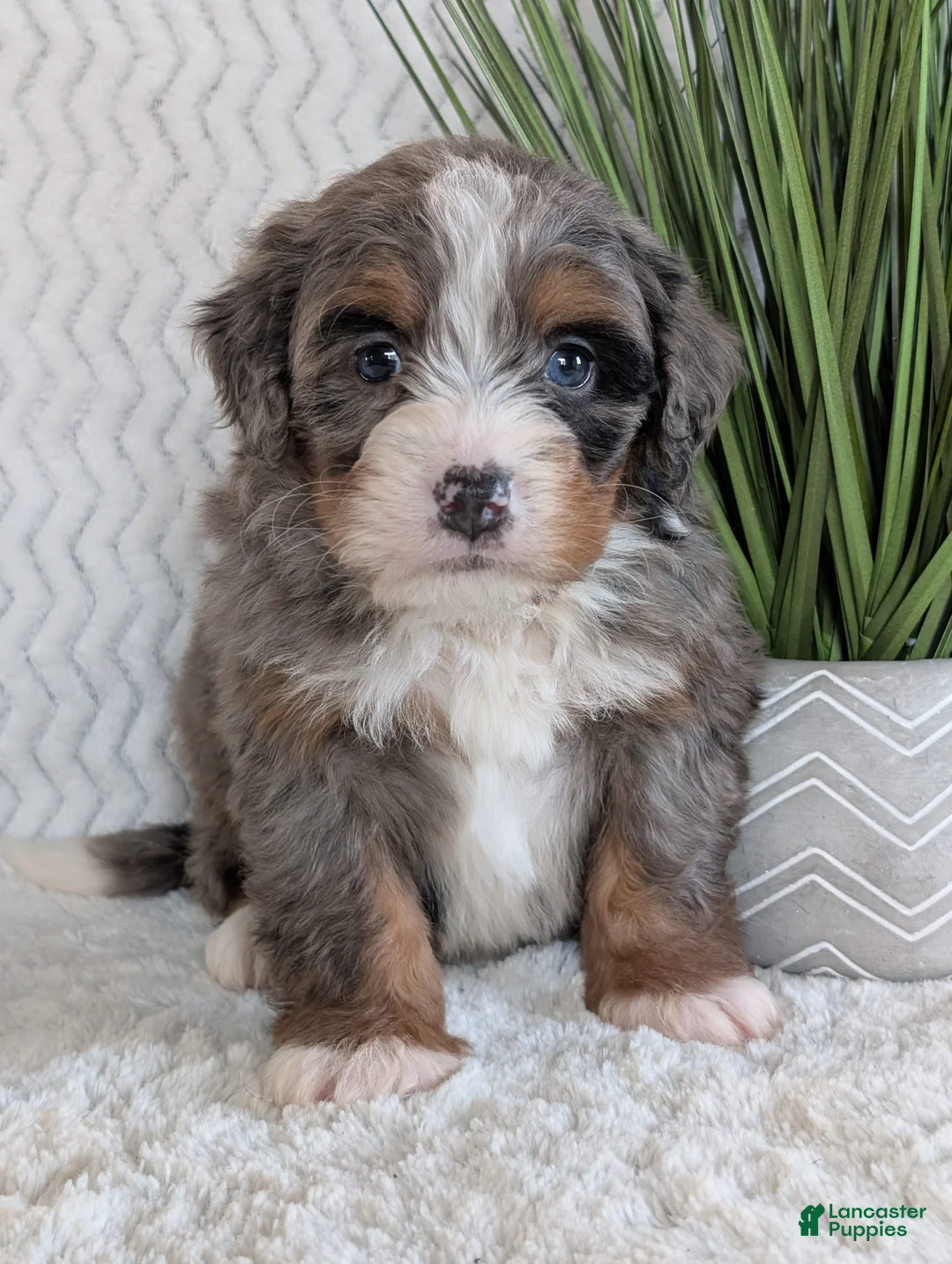 Mini Bernedoodle dogs for sale: Mini Nemo  - Ad 2