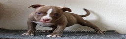American Bully dogs for sale: Coal - Ad 3