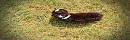 Havapoo dogs for sale: Katie - Ad 6