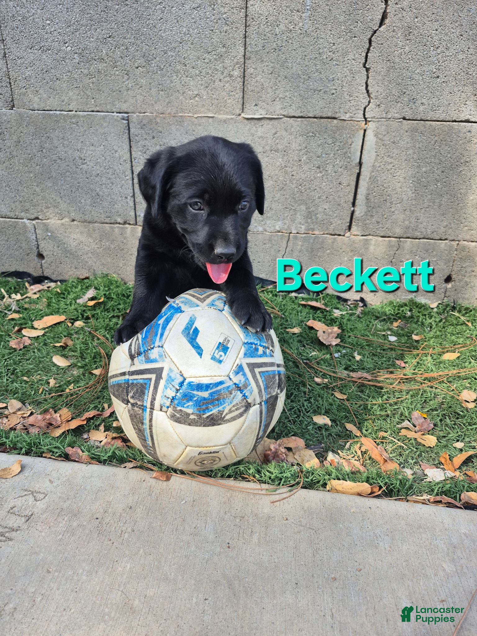 Labrador Retriever dogs Beckett - Ad 1
