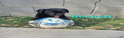Labrador Retriever dogs for sale: Beckett - Ad 1