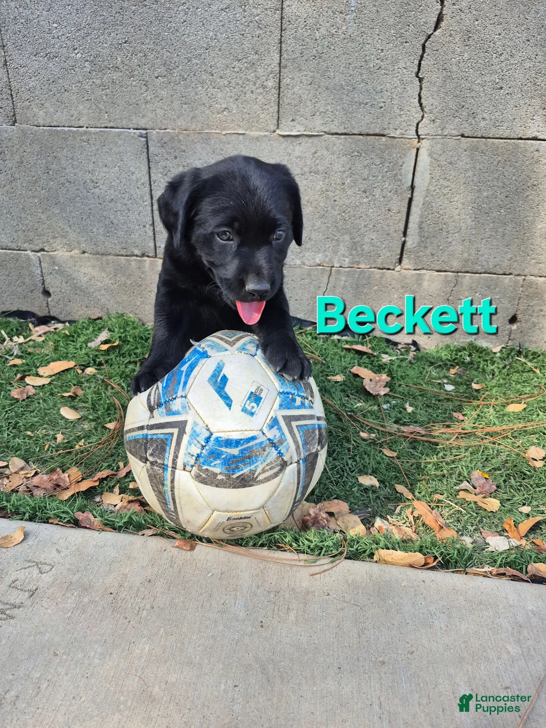 Labrador Retriever dogs for sale: Beckett - Ad 1