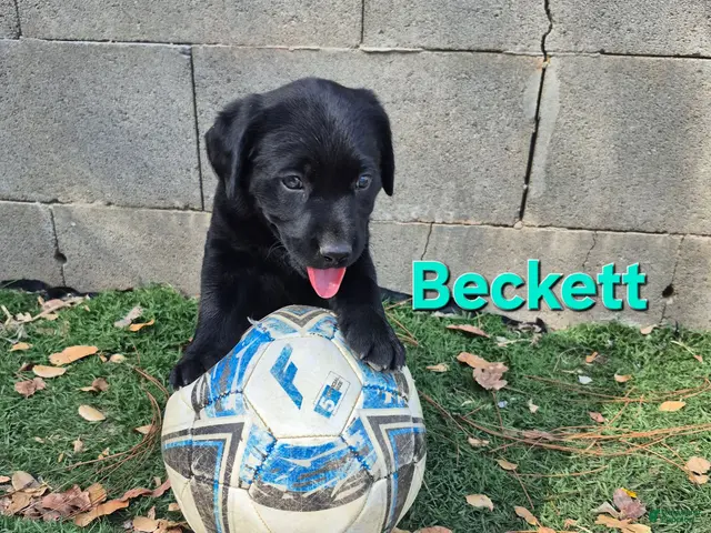 Labrador Retriever dogs for sale: Beckett - Ad 1