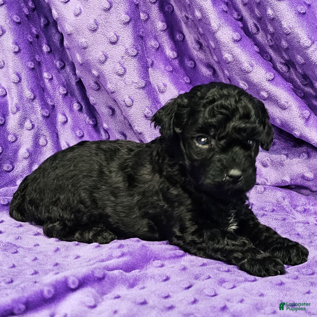 Mixed Breed dogs for sale: Dahlia - Ad 2