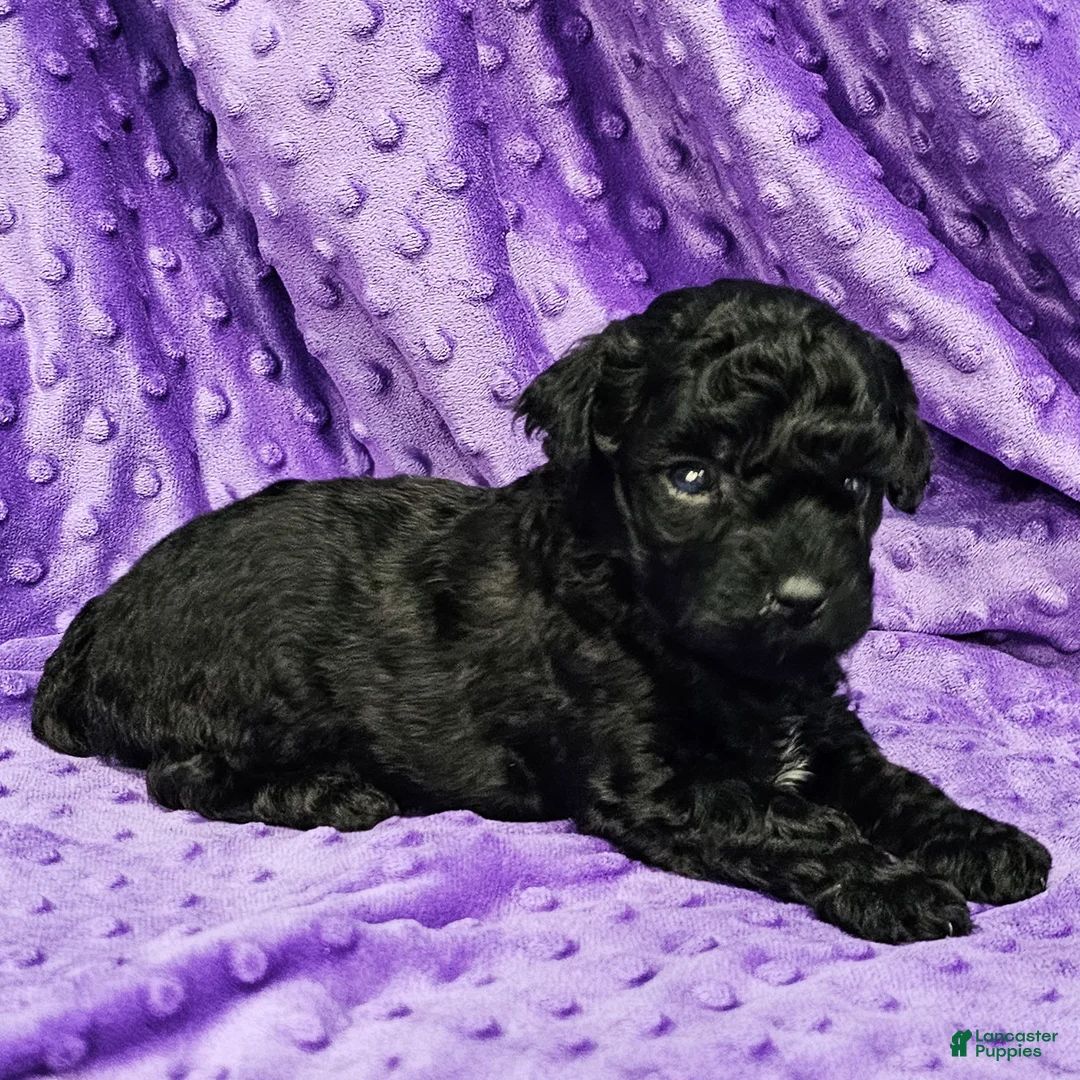 Mixed Breed dogs for sale: Dahlia - Ad 2