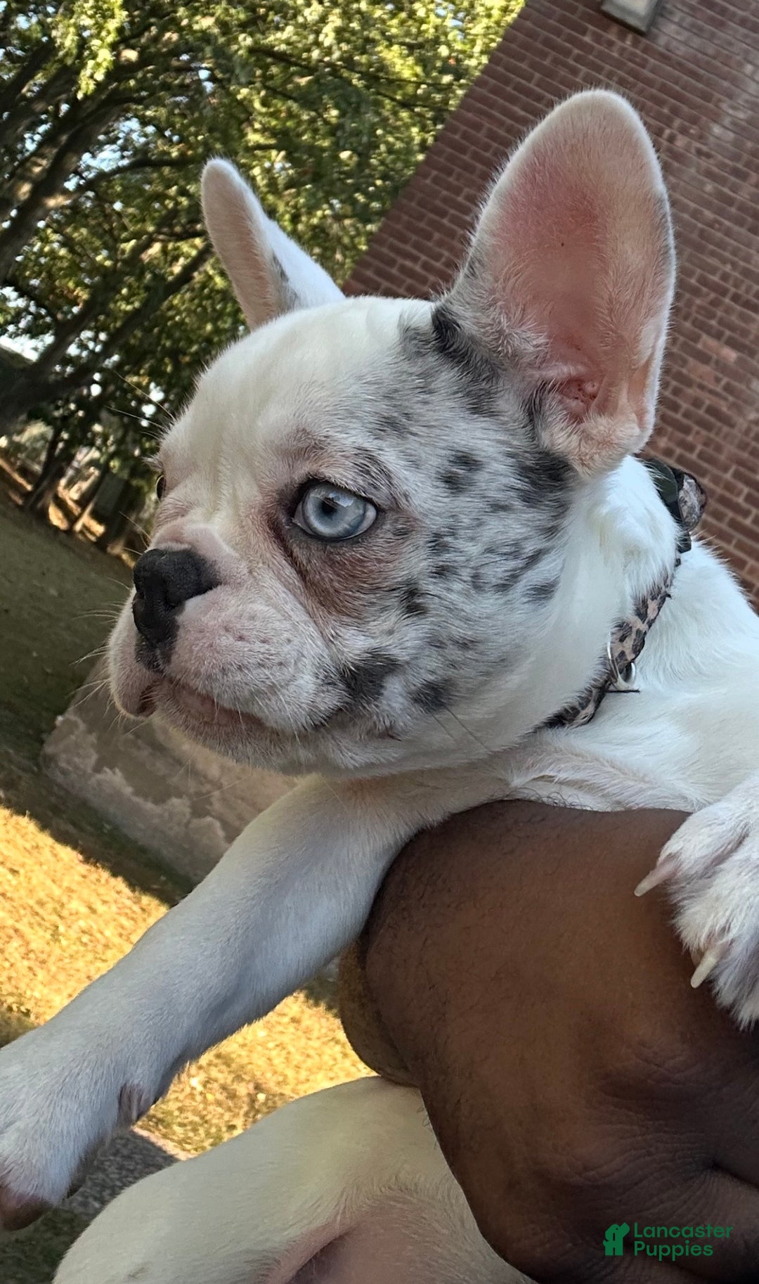 French Bulldog dogs for sale: Willow  - Ad 1