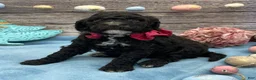 Portuguese Water Dog dogs for sale: Blossom - Ad 3