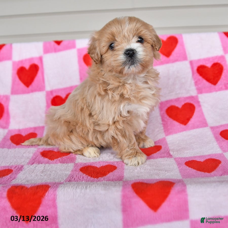 Shihpoo dogs for sale: Kennedy - Ad 2