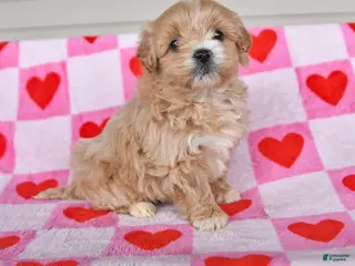 Shihpoo dogs for sale: Kennedy - Ad 2