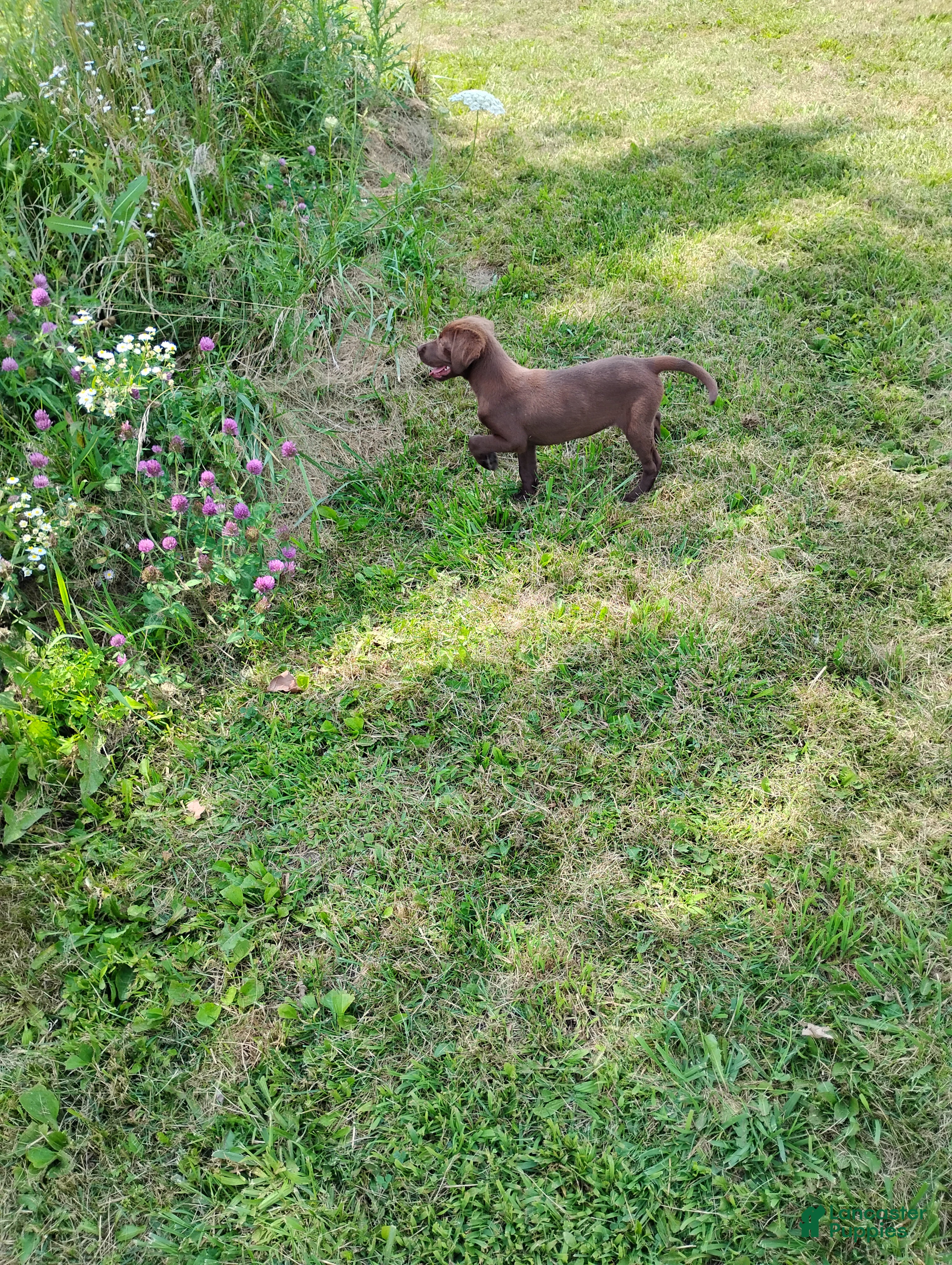 Labrador Retriever dogs Bisquit - Ad 1