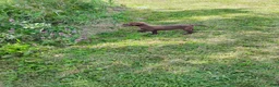 Labrador Retriever dogs for sale: Bisquit - Ad 1