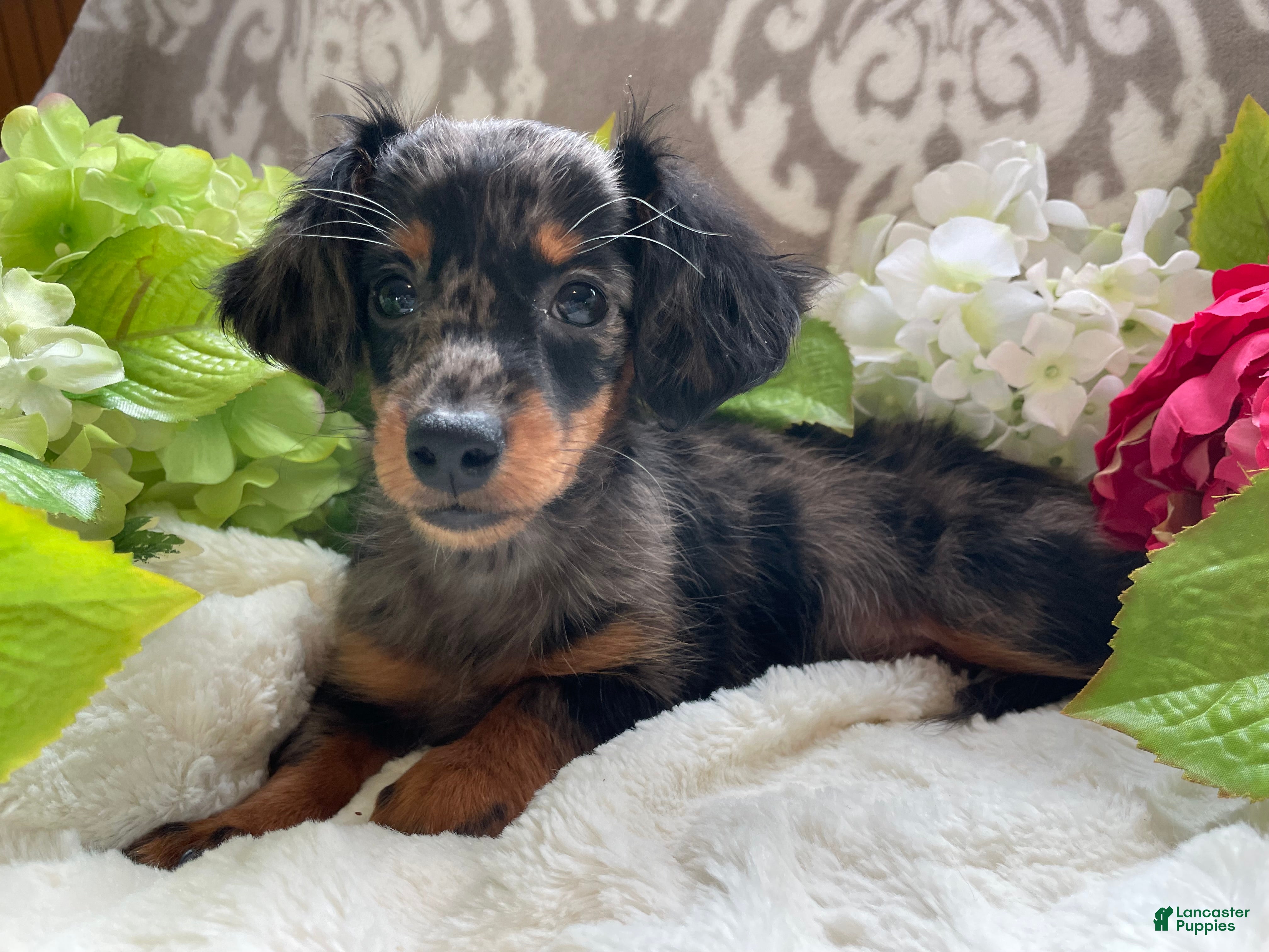 Miniature Dachshund dogs Crystal Extra Small - Ad 1