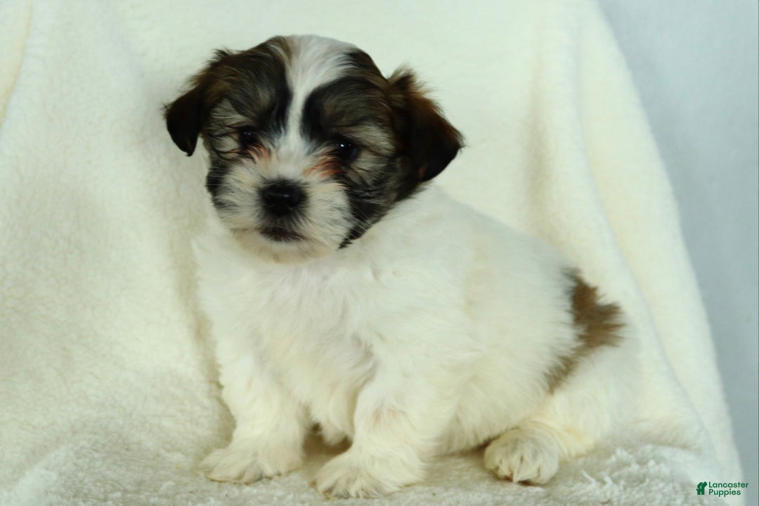 Teddy Bear dogs for sale: Russell - Ad 2