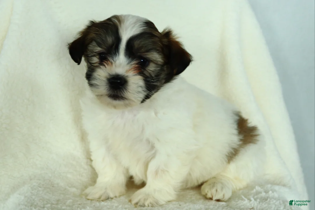 Teddy Bear dogs for sale: Russell - Ad 2