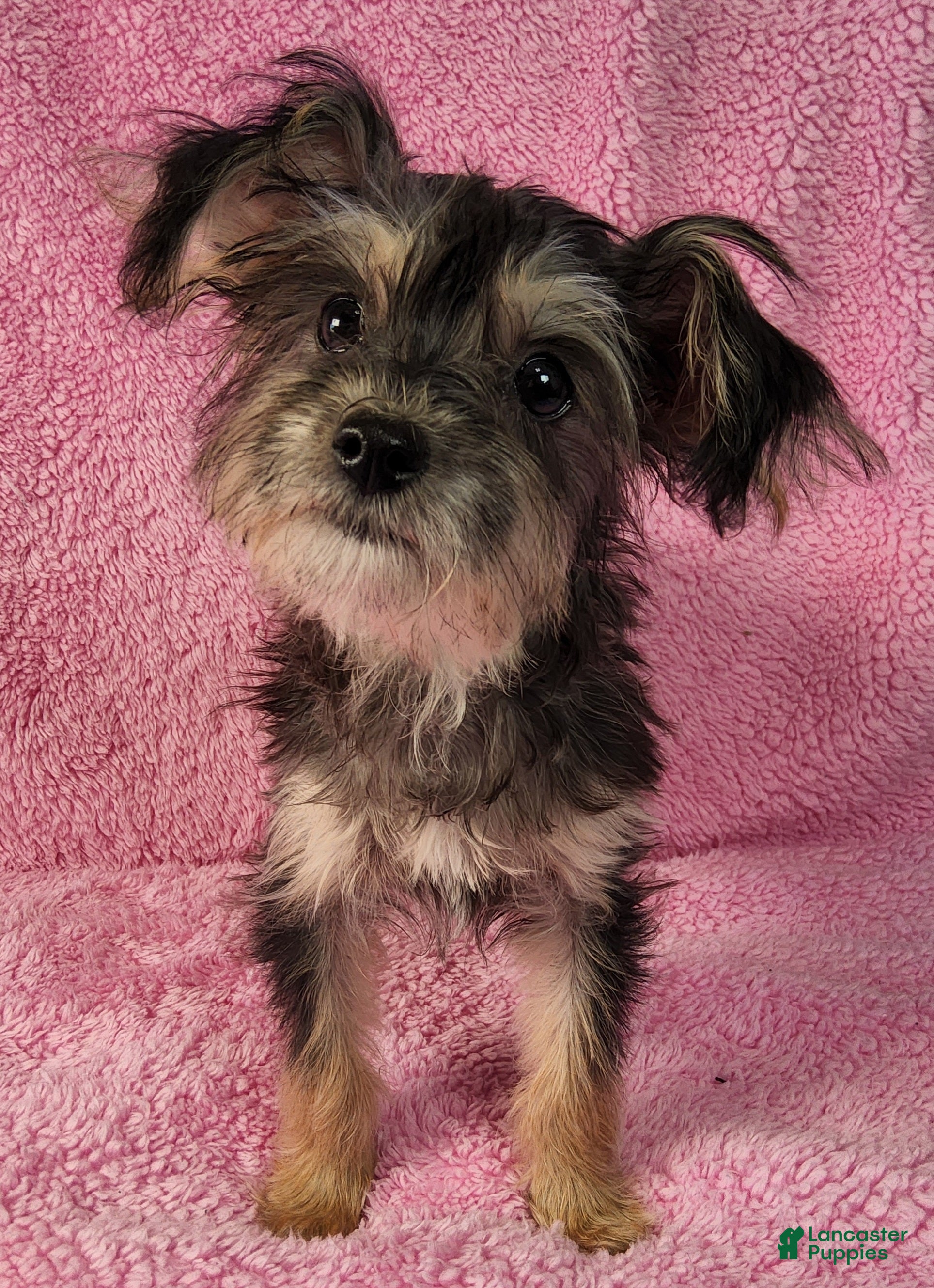 Yorkiepoo dogs Diamond Dream - Ad 2