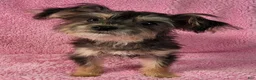 Yorkiepoo dogs for sale: Diamond Dream - Ad 2
