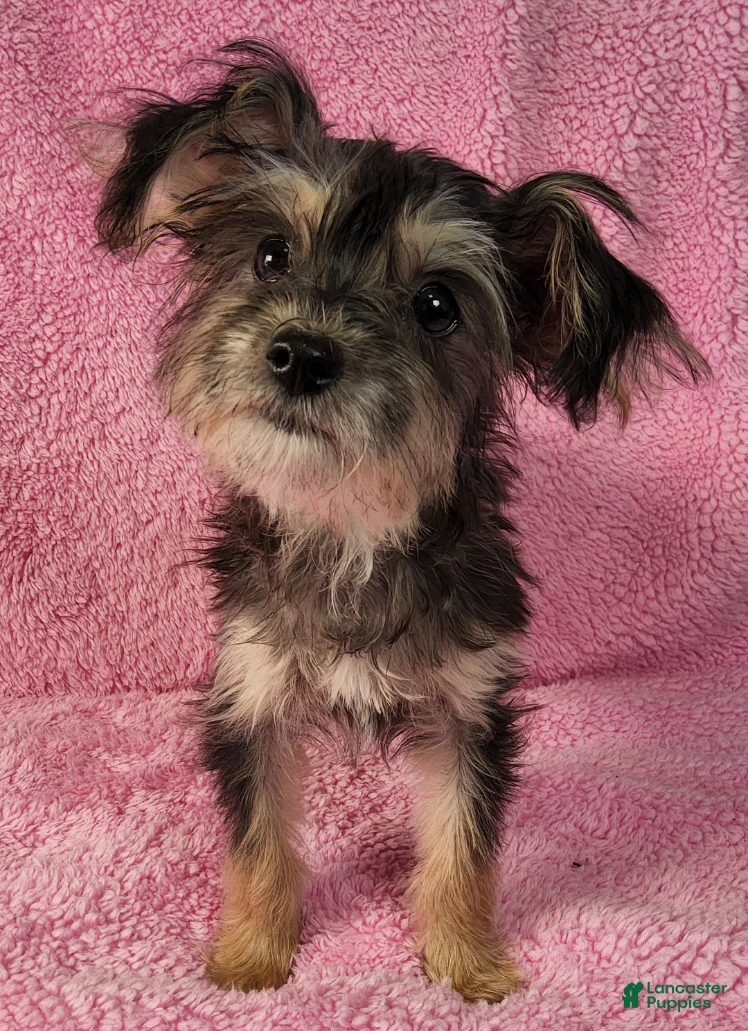Yorkiepoo dogs for sale: Diamond Dream - Ad 2
