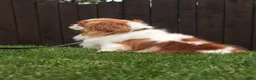 Cavalier King Charles Spaniel dogs for sale: Benjamin  - Ad 6